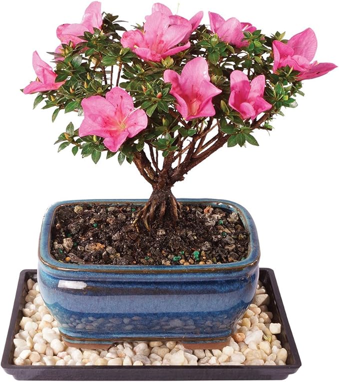 Brussel's Bonsai - Live Kazan Azalea Bonsai Tree with Ceramic Pot and Humidity Tray, 5 Years Old, 6-8 Inches Tall, Outdoor Flowering Bonsai Tree Live Plant (Small)