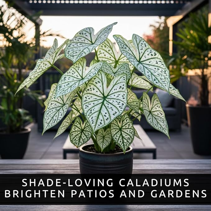 Fancy Green and White Caladium Bulbs for Planting - Easy to Grow Perennial Hosta, Elephant Ears - Great Gift for Plant Lovers (6 Bulbs)