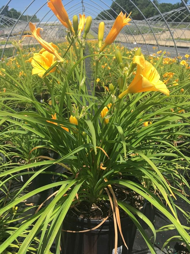Hemerocallis 'Stella D'Oro' (Daylily) Perennial, yellow flowers, 1 - Size Container