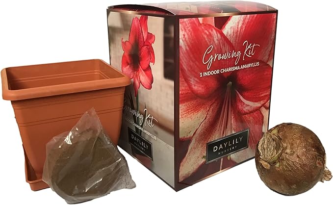 Amaryllis Charisma Holiday Gift Growing Kit. Includes: Big Charisma Bulb, Plastic Pot and Saucer, and Professional Growing Medium…