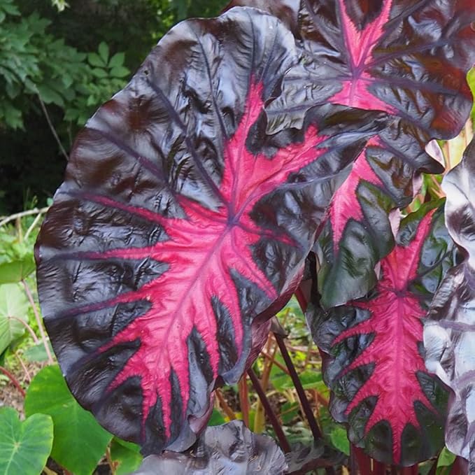 30pcs Purple Colocasia Seeds – Rare Elephant Ear Plant for Planting, Bold Tropical Foliage, Easy to Grow Indoors or Outdoors, Decorative Garden Plant for Pots, Borders & Landscapes