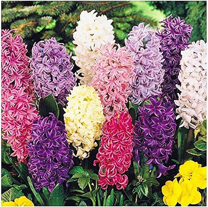 10 Sweet Invitation Hyacinth Bulbs