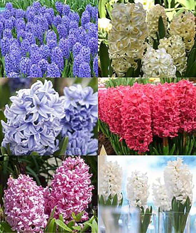 10 Cotton Candy Hyacinth Bare Root Bulbs - Pink Hyacinths