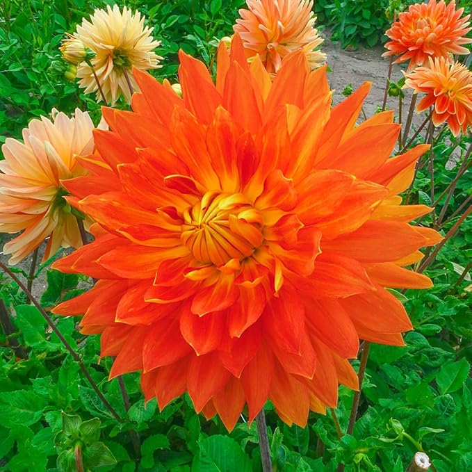 Direct Gardening - Summer Flowering Multi-Colored Dinnerplate Dahlia Mixture - 5 Dormant Bare Root Tubers per Offer