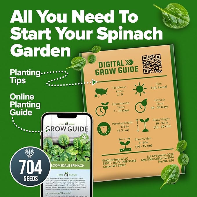 HOME GROWN Bloomsdale Spinach Seeds 704+ Heirloom Non-GMO Seeds for Planting, High Germination, Cold Hardy Dark Green Savoy Leaf, Nutritious Superfood, Indoor Outdoor Garden (Spinacia oleracea)