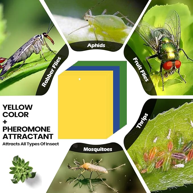 Qualirey 100 Pcs 6 x 8 Inch Sticky Traps for Plant Double Sided Sticky Trap for Gnats with Twist Ties Fly Traps for Fruit Insect Fungus Bugs Indoor Outdoor (Yellow,Blue,Green)