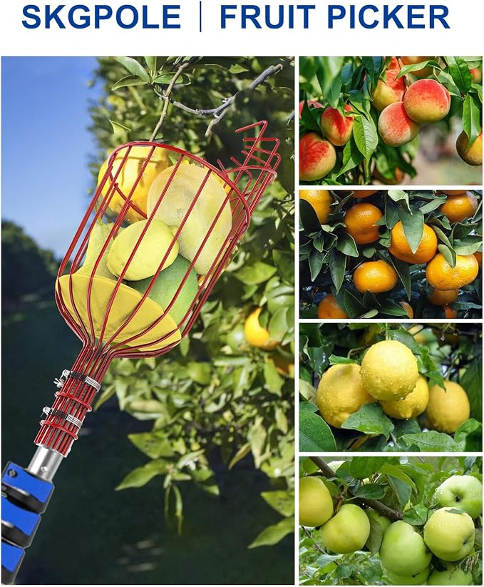 30FT Reach Fruit Picker, 5-24 Foot Sturdy Aluminum Telescoping Fruit Picker Extension Pole with Metal Twist-on Basket, Suit for Apple Pear Lemon Mango Guava Orange Avocados Tree Fruit Picking