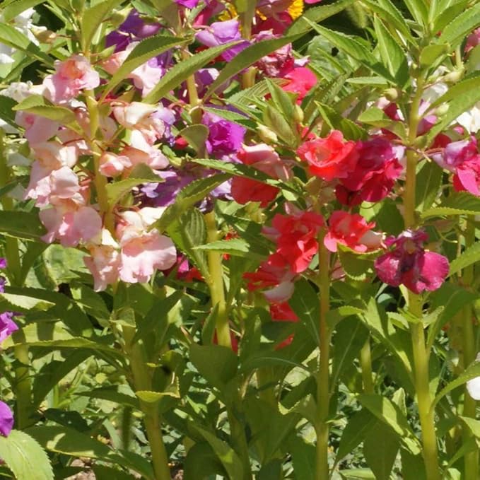 Outsidepride Balsam Impatiens Flower Seeds - 1000 Pcs Annual, Compact & Pollinator Friendly, Impatiens Seeds for Planting w/Vibrant, Abundant Blooms for Shade Gardens & Container Displays