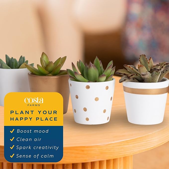 Costa Farms Mini Succulent Live Plants in Decorative Pots, Easy to Maintain Indoor Succulents, Houseplants for Home or Office Decor, House Warming or Party Favors, 2-3.5 Inches Tall, Pack of 48