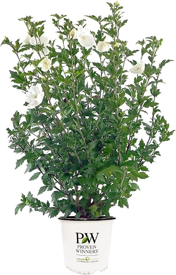 Proven Winners - Hibiscus syriacus White Chiffon (Rose of Sharon) Shrub, White Flowers, 3 - Size Container