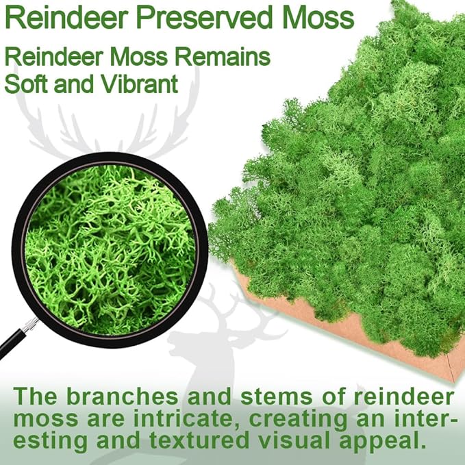 Preserved Reindeer Moss 3.5 OZ Red Natural for Crafts, DIY Gift Christmas Decor, Wall Art, Potted Plants, Floral Fake Moss for Easter Table Decor Wedding Decorative(3.5 OZ, Red)