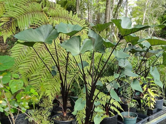 30pcs Purple Colocasia Seeds – Rare Elephant Ear Plant for Planting, Bold Tropical Foliage, Easy to Grow Indoors or Outdoors, Decorative Garden Plant for Pots, Borders & Landscapes