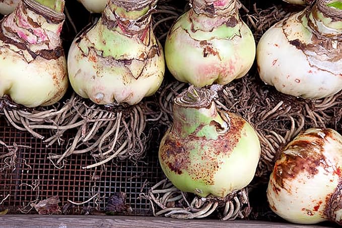 Marde Ross & Company Ferrari Amaryllis – Large Red Bare Root Bulb – 28-30 cm – 1-2 Stems with Up to 8 Flowers – Ideal for Indoor & Outdoor Planting – Stunning Floral Display