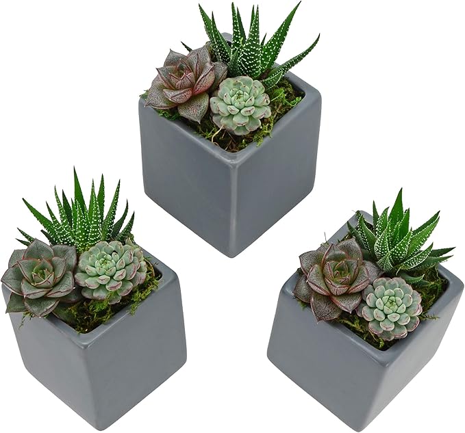 Arcadia Garden Products WP18 Small Cube Wall Planter 3-Pack Gray, Dark Grey