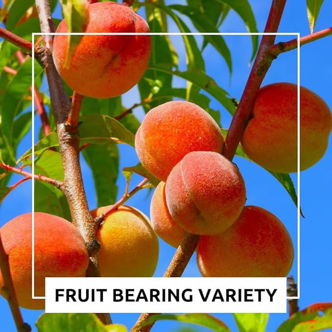 Peach Tree Seeds – Easy to Grow, Hardy, Delicious Fruit, Perfect for Garden Planting, Beginner-Friendly, Fast-Growing, Ideal for Fresh Peaches & Cooking (8 Seeds)