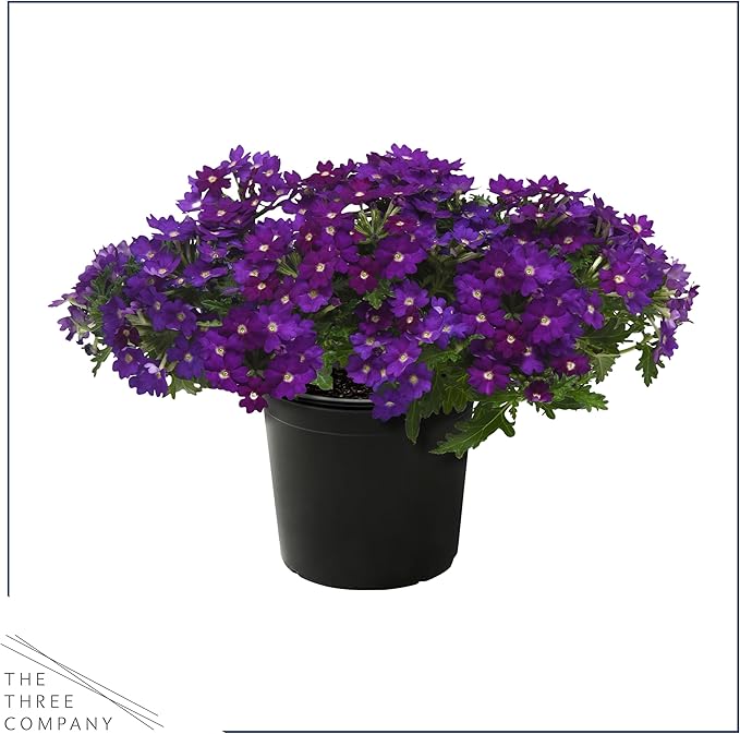 Live Flowering Verbena - Popping Purple (3 Plants Per Pack) - Healthy Flowering Plant - Beautiful Spring Color - 10" Tall by 5" Wide in 1Qt Pot