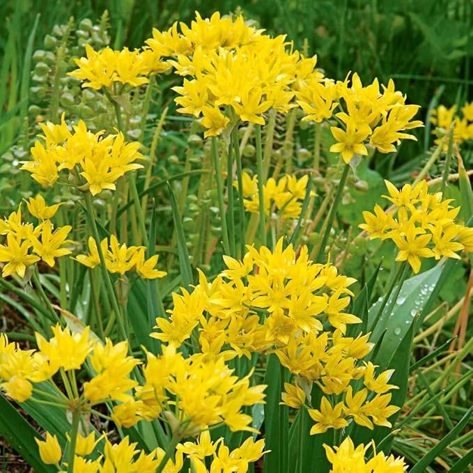 Votaniki Allium Moly Bulbs - Long Lasting Blooms, Allium Moly (Lily Leek) | Golden Yellow Perennial Flowering Bulbs for Summer & Spring Gardens, Easy to Grow (12 Pack)