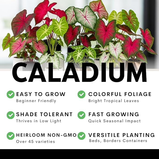 Caladium Bulbs for Planting - Mixed Colors, Growers Choice - Long Blooming Blend (48 Bulbs)