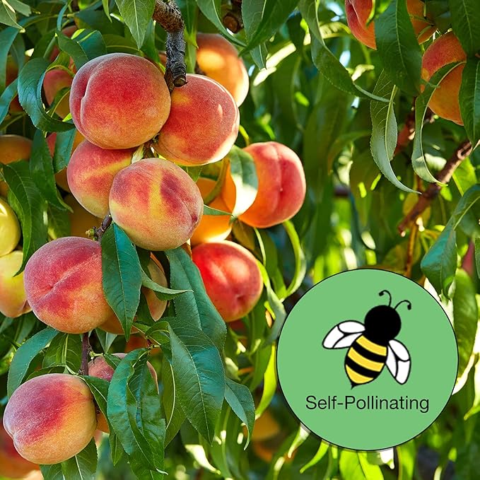 Perfect Plants Belle of Georgia White Peach Tree 4-5ft. Tall | Large Fruit | Heavy Producer | Self Fertile