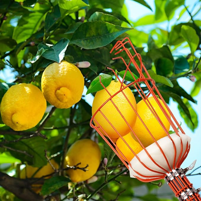 Walensee 8FT Fruit Picker Pole Tool with Large Basket, 35-95 Inch Adjustable Mango Picker, Durable Cherry Picker for Tree, Fruit Catcher for Avocado Pear Lemon Orange Apple