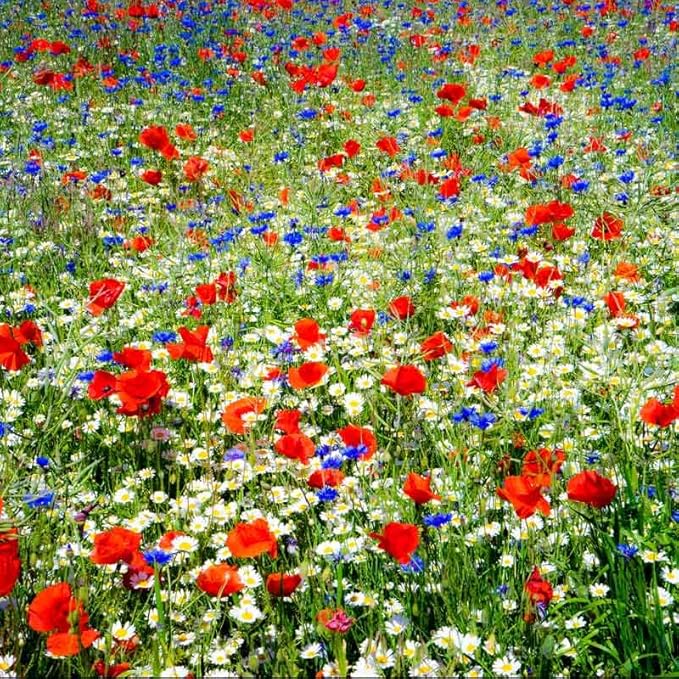 Eden Brothers Field of Dreams Flower Mixed Seeds for Planting, 5 lb, 2,400,000+ Seeds with German Chamomile, Cornflower | Attracts Pollinators, Plant in Spring or Fall, Zones 3, 4, 5, 6, 7, 8, 9, 10