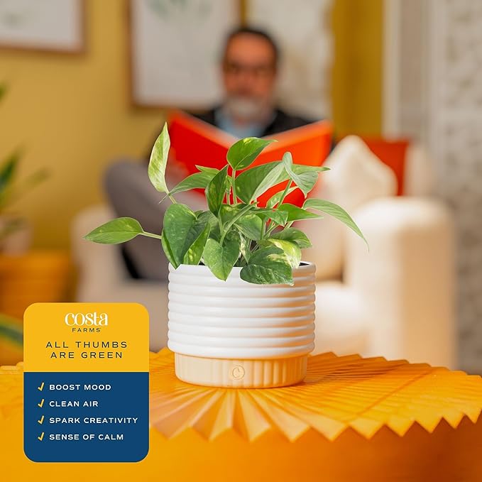 Costa Farms Live Indoor House Plants (2-Pack), Hand Selected Easy to Maintain Indoor Assorted Houseplants in Plant Pots, Curated Air Purifying Mix, Low Light, Home Office Decor Plant Gift