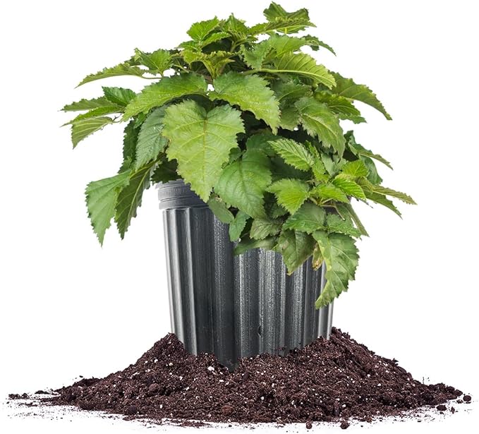 Prime-Ark Traveler Thornless BlackBerry in 1 Gallon Grower's Pot | Large Delicious Berries During Summer | Easy to Manage Garden Bushes