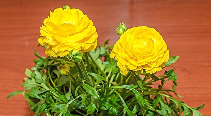 (50) Real Yellow Ranunculus Bulbs, Lovely Potted Plants Flower Bulbs,Perennial Bonsai Bulbous Root Garden Plant