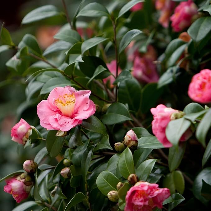 PERFECT PLANTS Debutante Camellia Bush 3 Gallon | Live Shrub for Outdoor Planting | Beautiful Spring Flowers Bloom Before Anything Else | Light Pink Flower with Ruffles
