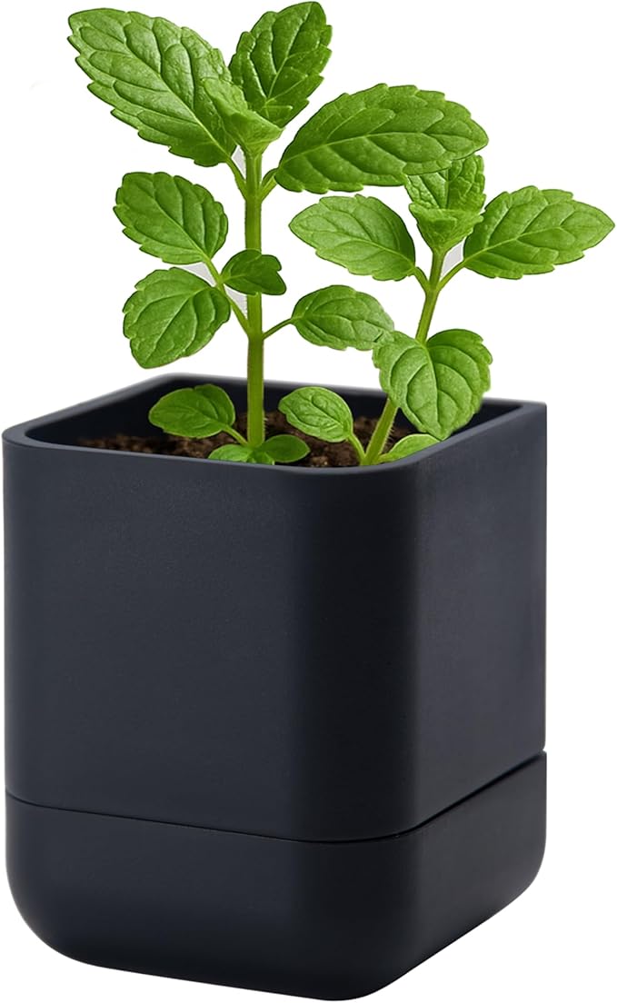 Phoenix Vine 3.5 Inch Wall Mounted Self-Watering Planter Pot for Indoor Houseplants and Herbs | Hanging Planter for Window Sills, Bathroom Walls, Home & Office Décor, Black, Set of 1, 01-A-E-1