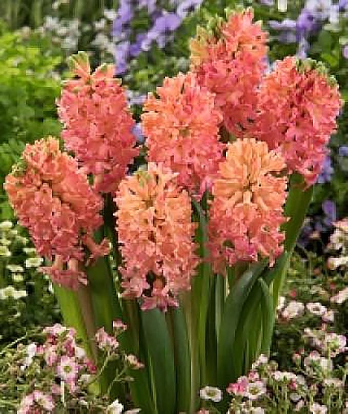 10 Sweet Invitation Hyacinth Bulbs