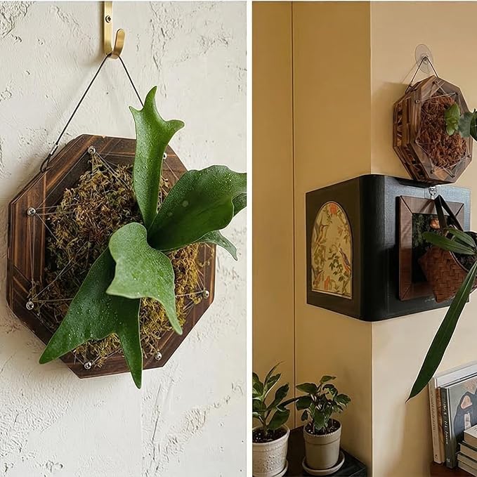 Staghorn Fern Mounting Kit - Wood Wall Planter for Orchids,Herbs & Indoor Plants | Hanging Plant Holder, Basket & Stand for Wall Decor(10.43inch)