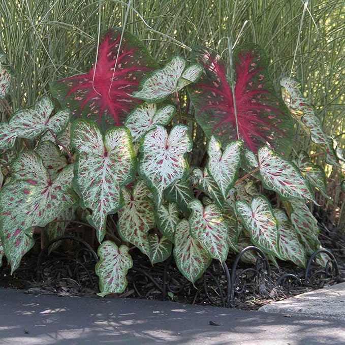UtopiaSeeds Gingerland Caladium Bulb - Dwarf Fancy Leaf Caladium - 1 Caladium Root
