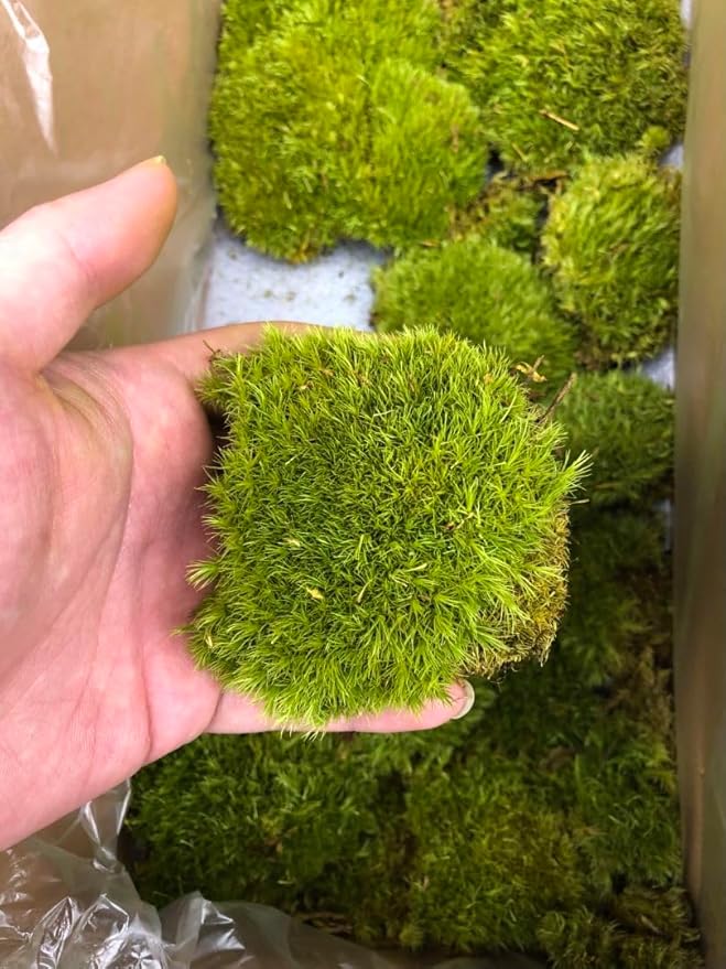 Preserved Pole Moss Pillow Bun Cushion Natural Green Decorative Real Natural Green DIY Kit Gardenning Art Wall Decor Florist Decor Easter Table Decor Wedding (1.5 sq.ft, Green-D)