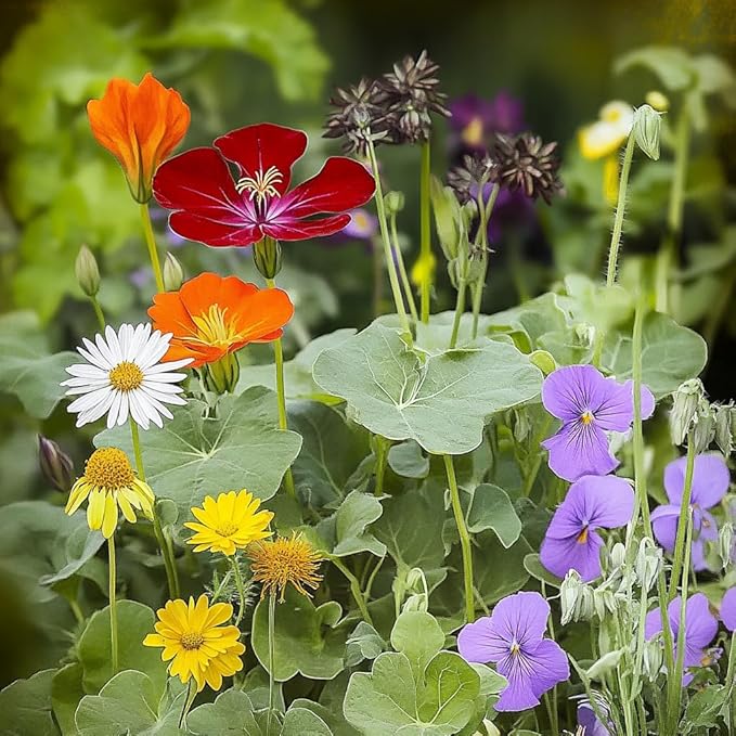 Ferry-Morse Edible Flower Mix Seeds - Non-GMO, Outdoor, Full Sun - 1 lb