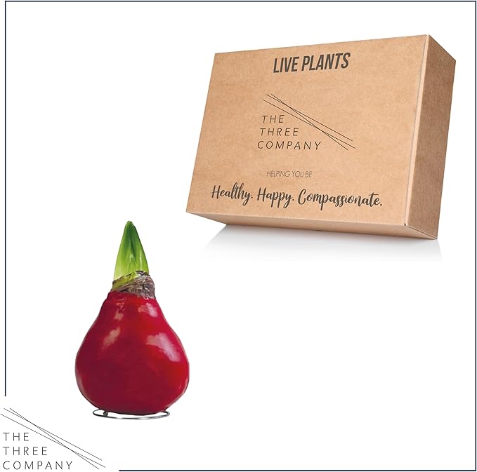 Waxed Amaryllis Bulb - Red Wax, White Blooms - Easy Care - No Watering Needed! Beautiful Live Décor!