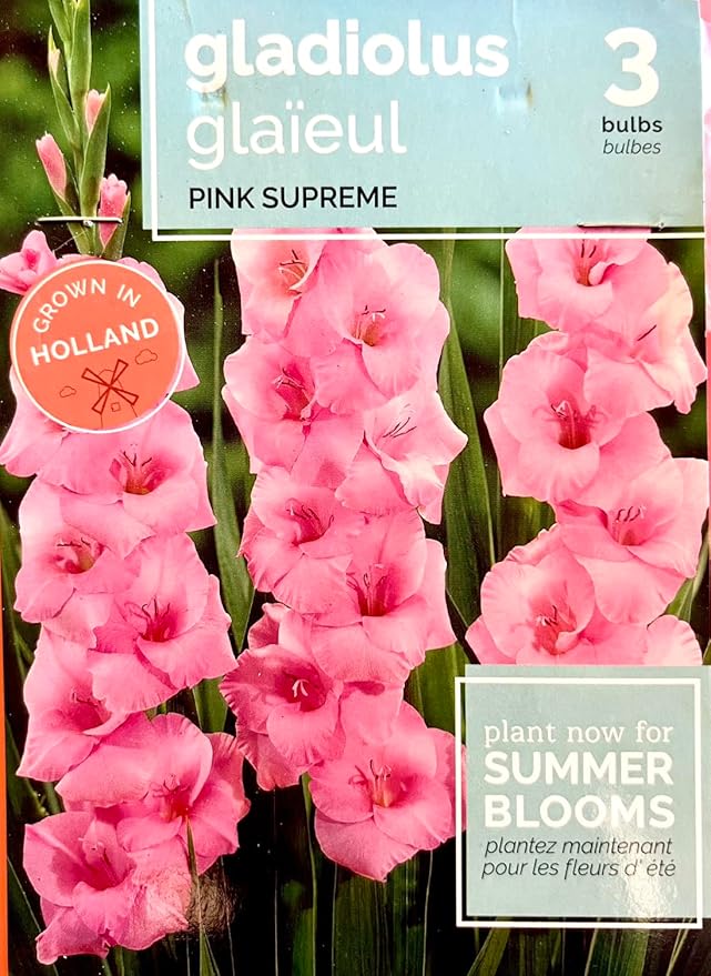 Gladiolus, Flower Bulbs, Pink Flowers, Grown in Holland
