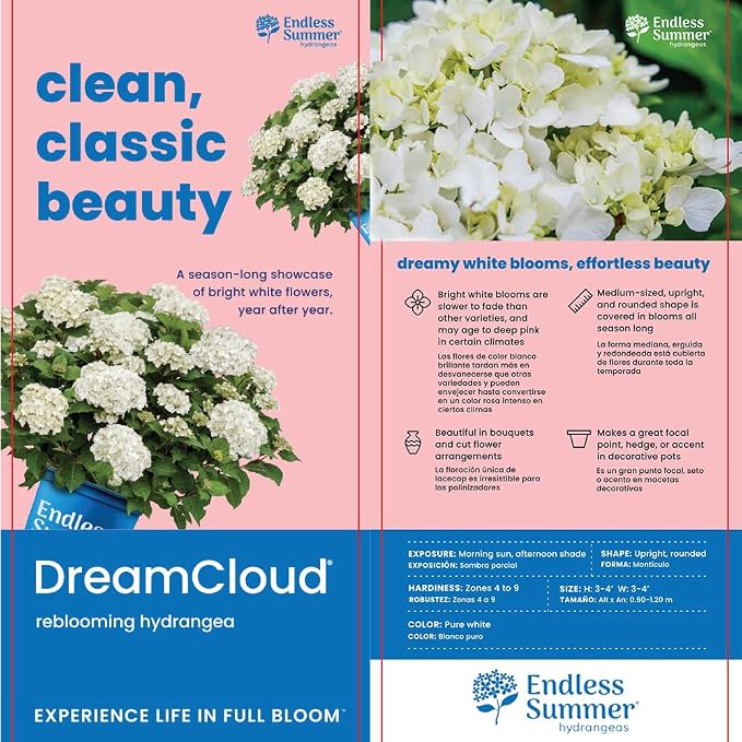 Endless Summer 1 Gal. Dream Cloud Hydrangea Shrub