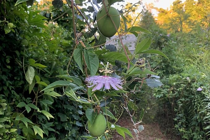 Plant Good Seed Purple Passionflower Seeds for Planting: Maypop, Green Passionfruits - 20 Seed Packet