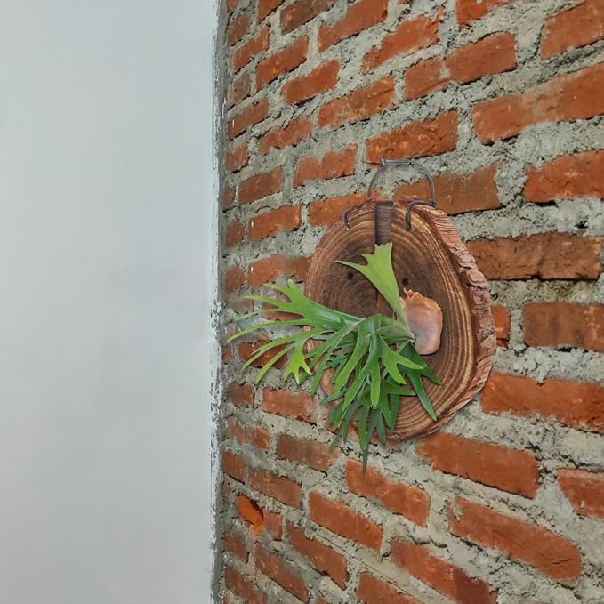 DOITOOL Fern Wall Mount Board Hanging Wall Planter for Indoor Outdoor Plants Rustic Decor for Home Garden 8.66 X 7.08 X 1.02 in 1 Pack