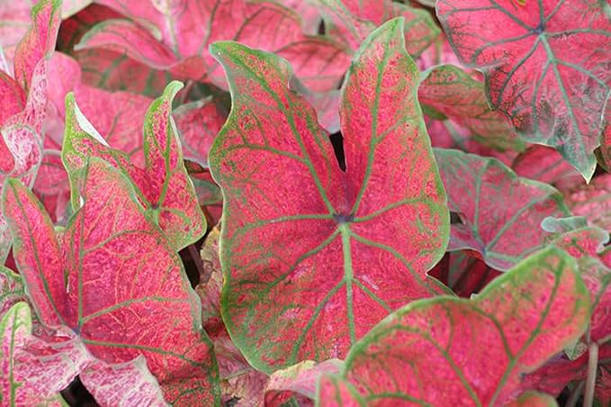UtopiaSeeds Festivia Caladium Bulb - Fancy Leaf Caladium - 1 Caladium Root