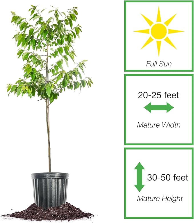 Perfect Plants American Persimmon Tree 1 Gallon | Live Fruit Tree for Gardening | Native Sweet Edible Fruits
