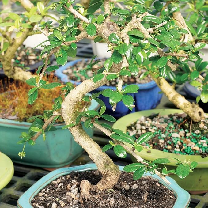 Brussel's Live Fukien Tea Indoor Bonsai Tree Complete Gift Set - 6 Years Old; 6" to 8" Tall with Decorative Container, Humidity Tray, Deco Rock, Bonsai Pro Fertilizer & Book