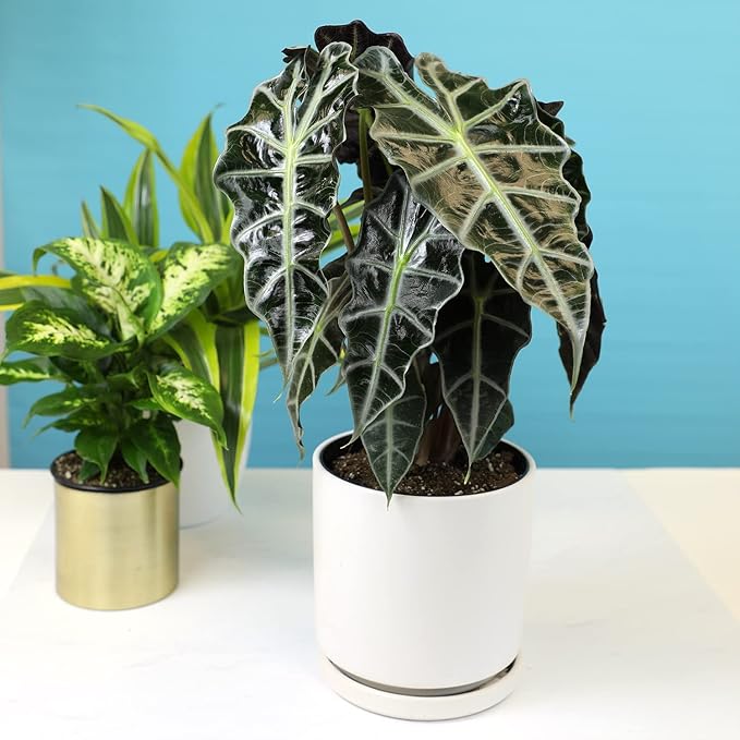 Alocasia Amazonica Polly Elephant Ear Plant in 6" Pot, Office Desk Decor, Easy Care Houseplant for Home or Office, Popular Decorative Houseplants by Plants for Pets
