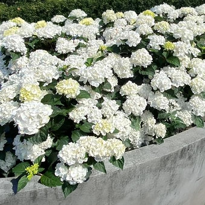 Endless Summer 1 Gal. Dream Cloud Hydrangea Shrub