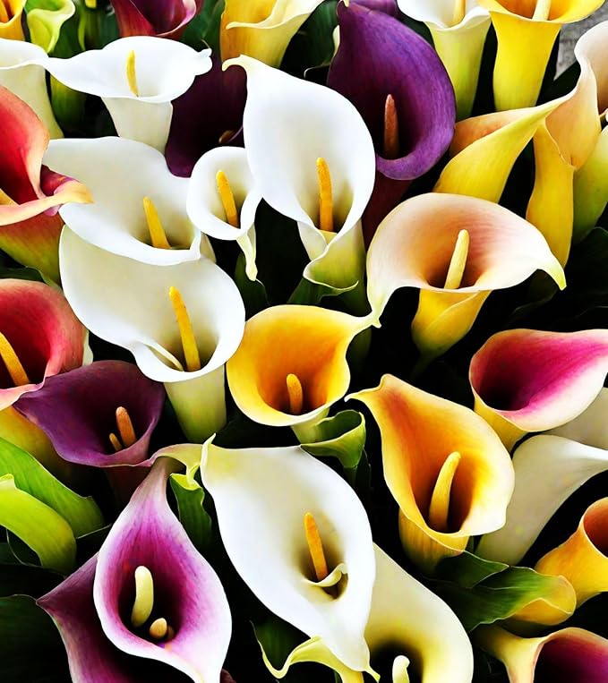 100Pcs Calla Lily Seeds Beautiful Flowers Mix Color Perennial Plant