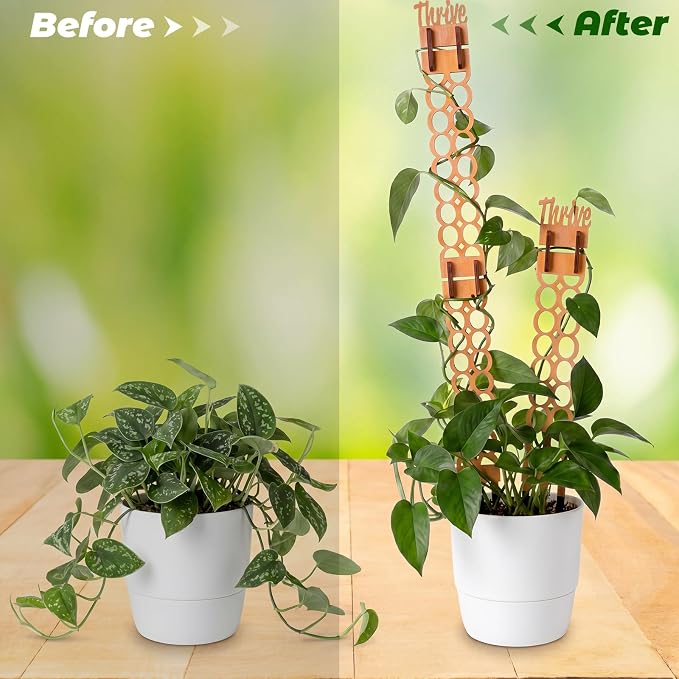 6 Sets Wooden Extendable Plants Trellis Indoor Modular Plant Trellis with Wood Thrive Sign Decor and Extensions for Outdoor Climbing Houseplants Vine Flower Stem(Circle)