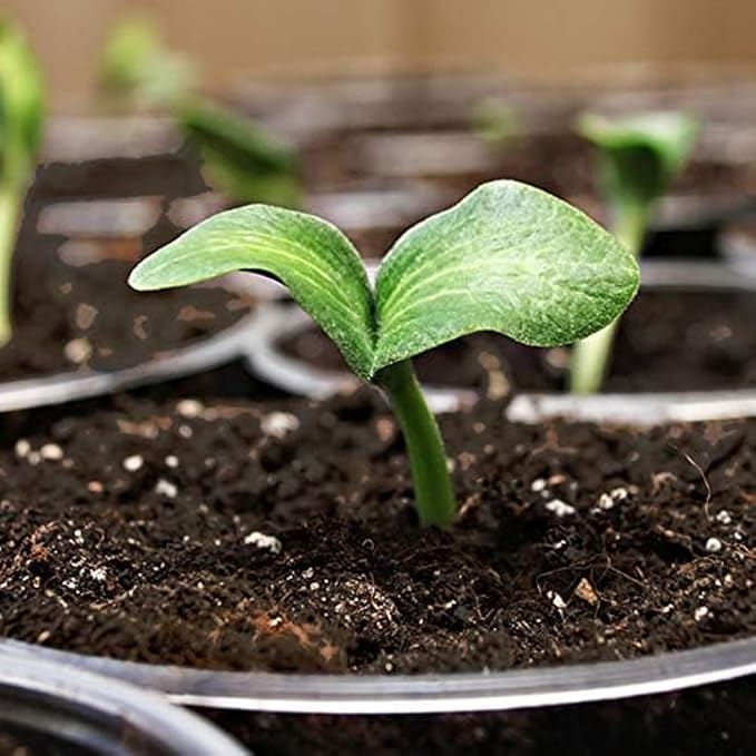 Coast of Maine Organic & Natural Sprout Island Blend Seed Starter - Seed Germination & Root Plant Cuttings w/Composted Manure, Mycorrhizae, Worm Castings & Kelp - Enhanced Drainage (2 cu ft)