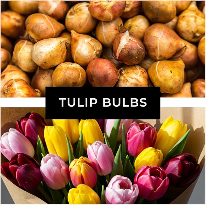 5pcs Tulip Bulbs Mixed Tulips Varieties Collection Tulips Bulbs for Gardens Spring Flowering Bulbs Ready to Plant Flower Bulbs Add a Pop of Vibrant Color to Your Garden with Beautiful Tulip Bulbs