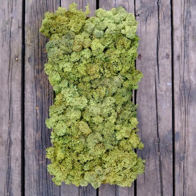 Preserved Reindeer Moss Natural Green DIY Kit Gardenning Art Wall Decor Florist Decor Easter Table Decor Wedding
